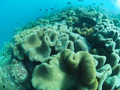 survey photo from Mudjimba Island