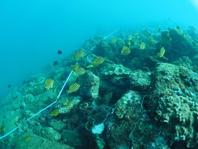 survey photo from Mudjimba Island