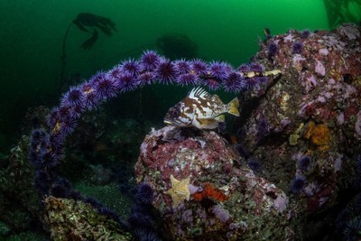An army of purple urchins prey upon a kelp stipe at Big Sur Reef Restoration