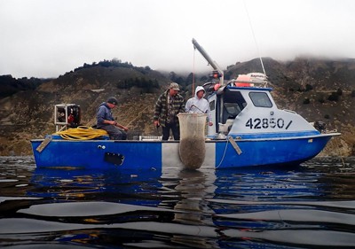 Commercial urchin divers bringing up a catch from one dive