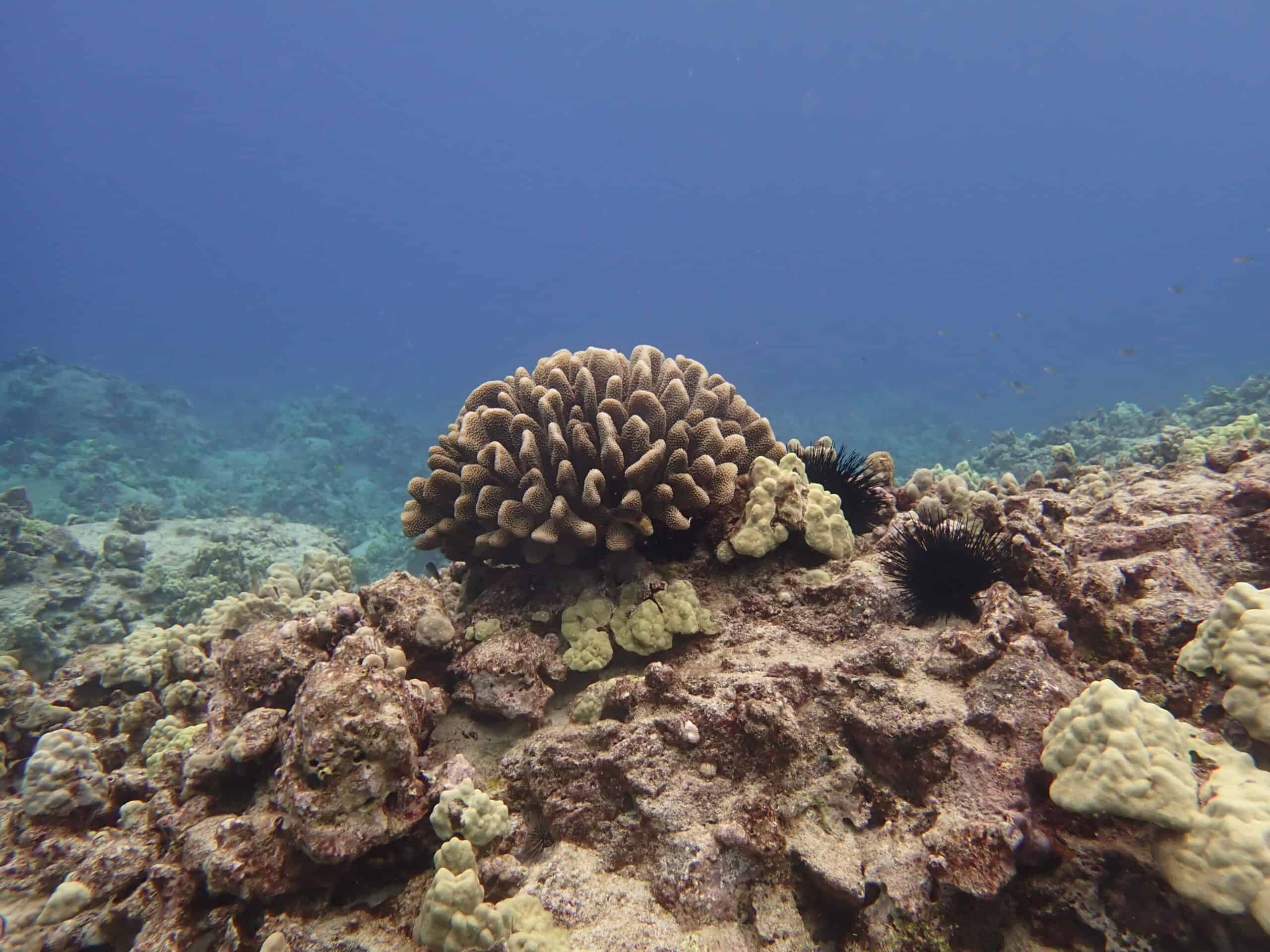 Hawaii Marine Life. Coral Reef Volunteer Program. Reef Check Hawaii.