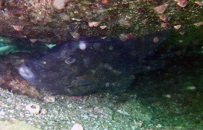 Finescale Triggerfish