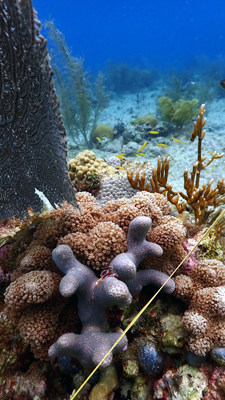 Reef Check San Andrés