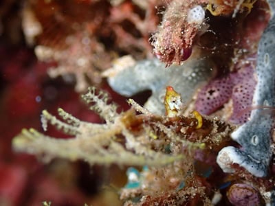 Reef Check Italia’s expedition to Bangka Island