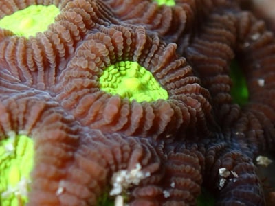 Reef Check Italia’s expedition to Bangka Island