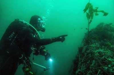 Keith Rootsaert and kelp