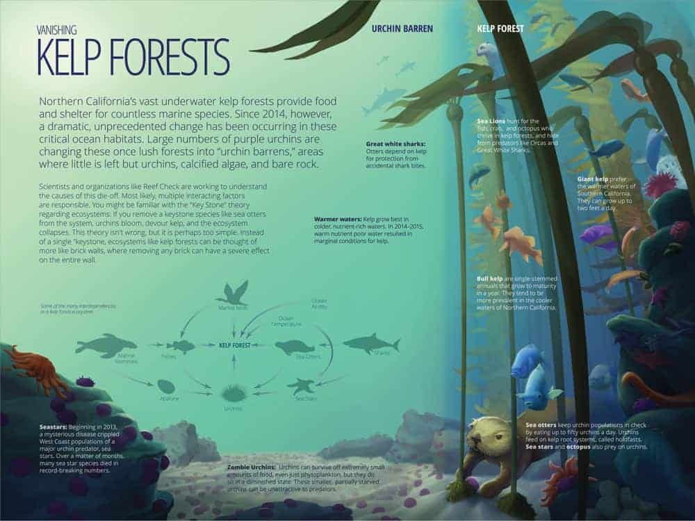 kelp forest infographic