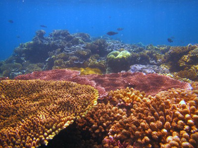 coral reef