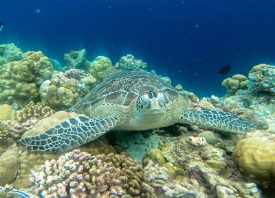 Maldives EcoExpedition 2023