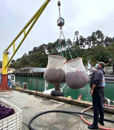 purple urchins in nets