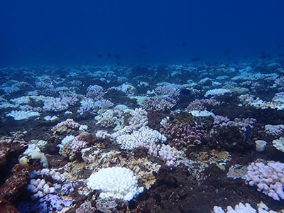 Réunion bleaching 2025