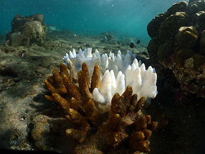 Réunion bleaching 2025