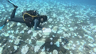 Réunion bleaching 2025