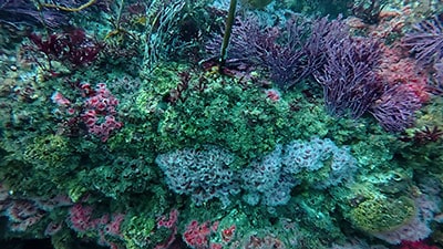 Vibrant rocky reef with diverse marine life