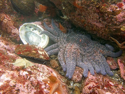 Octopus resting among coral and rocks on a reef.