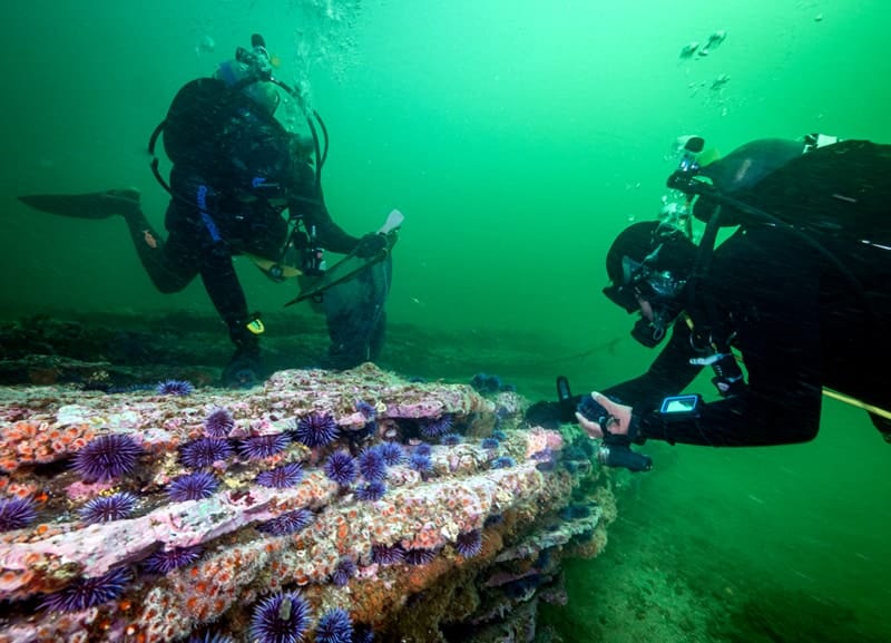 divers removing urchins