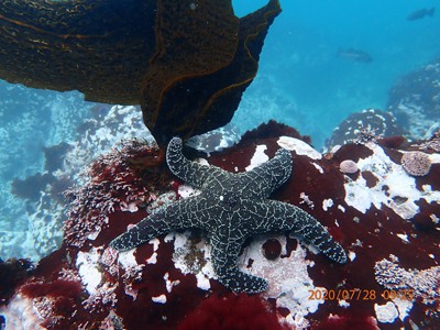North Coast Kelp Forest Restoration project